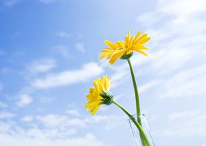 徳島で家族葬を行うならベルベ玉鳳院