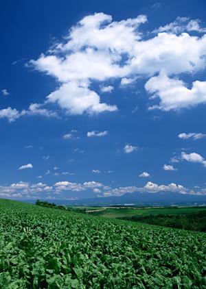 静岡県藤枝市の家族葬・家族向け葬儀場ガイド – 富士葬祭 藤枝の特色と利用メリット