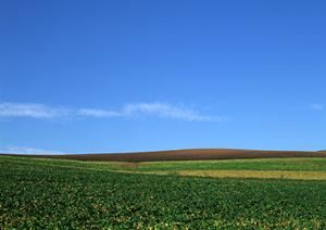 大切なペットを見送るための完全ガイド:信頼できるペット霊園の選び方とサービス一覧