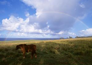 利用しやすさが特徴の東京の納骨堂